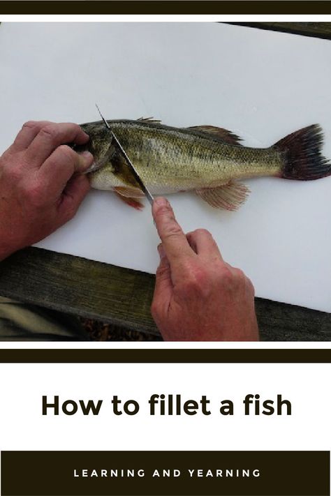 Learn to fillet a fish from this super helpful tutorial. #fish #fishfillet #fishfilet #filet #howto #diy #natural #homesteading How To Filet Fish, How To Fillet A Fish, Fileting Fish, Preparedness Ideas, Fish School, Scratch Cooking, Fishing For Beginners, Fish Stock, How To Cook Fish