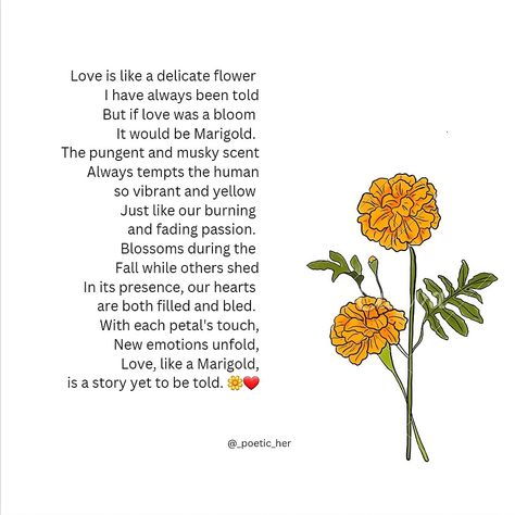 Marigold serenade Marigold Flower Quotes, Marigold Flower Meaning, Marigold Quotes, Marigold Meaning, Flower Meanings, Marigold Flower, Fruit Of The Spirit, Flower Quotes, Reminder Quotes