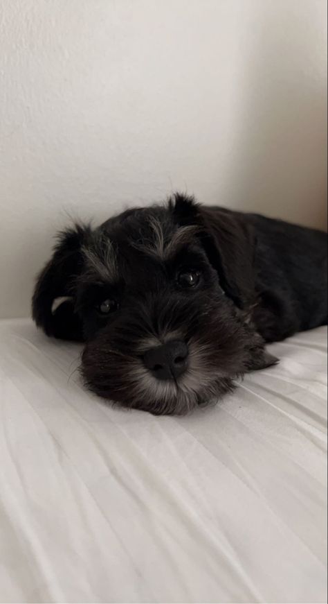 Black miniature schnauzer 🤍 Minature Schnauzer Brown, Mini Schnauzer Aesthetic, Black Mini Schnauzer, Small Black Dog, Miniature Schnauzer Black, Black Schnauzer, Mini Schnauzer Puppies, Miniature Schnauzer Puppies, Dog Best Friend