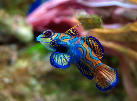 Where they're found: Pacific Ocean, from the Ryukyu Islands south to Australia. Marine Aquarium Fish, Mandarin Fish, Saltwater Aquarium Fish, Saltwater Fish Tanks, Fauna Marina, Salt Water Fish, Under The Water, Saltwater Tank, Marine Aquarium