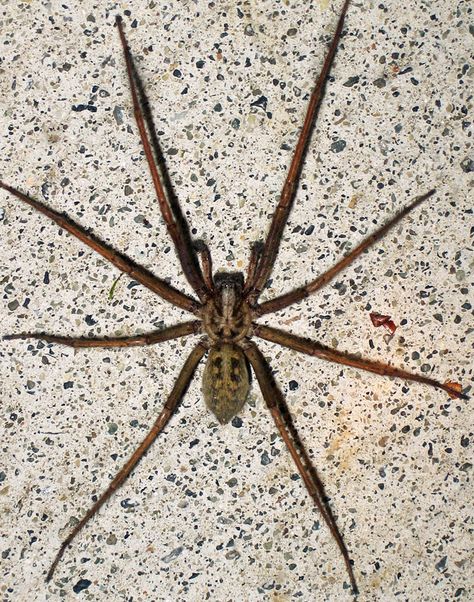 Giant House Spider (Eratigena atrica) Giant House Spider, Giant House, Huntsman Spider, House Spider, Big Spiders, Scary Images, Exposure Therapy, British Wildlife, Black Spider