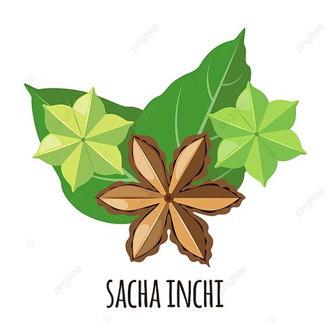 Plant Sketches, Sacha Inchi, Branch Vector, Eat Fresh, Merry Christmas Background, Fruit Vector, Plant Vector, Drawing Frames, Heart Illustration