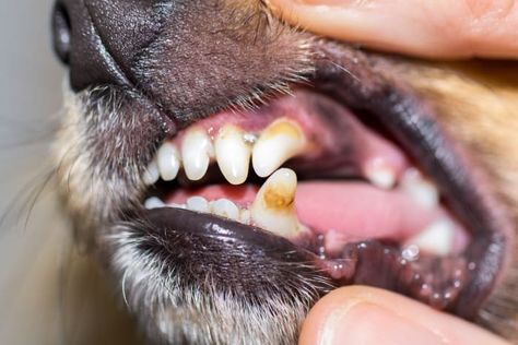 Chihuahuas have notoriously been known for having bad teeth. Here are the chihuahua teeth facts you need to know. How To Clean Dogs Teeth At Home, Dogs Teeth Cleaning At Home, How To Clean Dogs Teeth, How To Brush Dogs Teeth, Cleaning Dogs Teeth, Clean Dogs Teeth, Diy Dog Toothpaste, Dog Teeth Care, Teeth Cleaning Routine