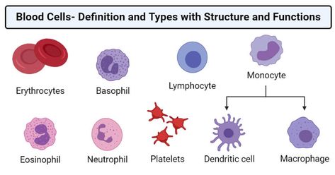 Human Body Cells Biology, White Blood Cells Drawing, Cell Definition, Red Bone Marrow, Microbiology Notes, Function Of Blood, Types Of Blood Cells, Abnormal Cells, Blood Plasma