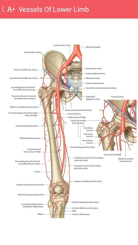 Iliac Artery, Arteries Anatomy, Blood Sugar Tracker, Summer Health, Arteries And Veins, Blood Sugar Diet, Lower Limb, Health And Fitness Magazine, Healthy Diet Tips