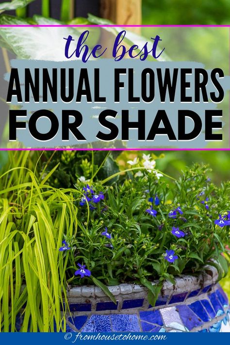 If you have a yard that's full of shade, don't stress. You can still enjoy a bright, vibrant garden full of flowers and colorful foliage with the addition of these shade annuals! From ferns to fuchsia to caladium and so many more, your options are endless! | Outdoor Decorating Shade Annuals Containers, Shade Annual Flowers, Thriller Filler Spiller Ideas Full Sun, Shade Planter Ideas, Shade Flowers For Pots, Container Gardening Design, Shade Pots, Container Gardening Herbs, Annual Flowers For Shade