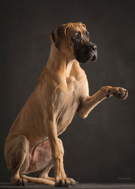 Great Danes Aesthetic, Great Dane Photography, Biggest Great Dane, Blue Merle Great Dane, Gentle Giant Dogs, Merle Great Danes, Big Dog Breeds Gentle Giant, Great Dane Sitting, Black Great Danes