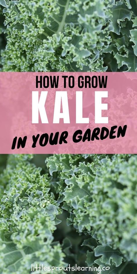 How To Grow Kale, Grow Kale, Plants In Containers, Kale Plant, Growing Kale, Gemüseanbau In Kübeln, Chou Kale, Preschool Garden, Garden Remedies