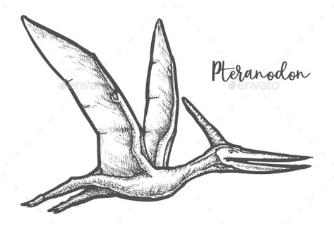 Flying Dinosaur Tattoo, Teradactyl Drawing, Dinosourusse Drawing, Flying Dinosaur Drawing, Pteranodon Drawing, Dinosaur Sketch Realistic, Dinosaur Drawing Sketch, Pterodactyl Drawing, Dino Mural