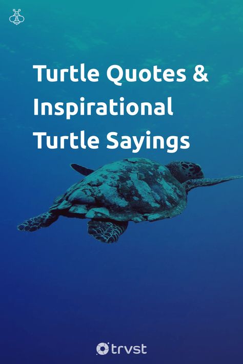 Sea Turtle Quotes Inspiration, Turtle Inspiration Quotes, Sea Turtle Sayings, Sea Turtle Meaning, Quotes About Turtles, Turtle Captions Instagram, Turtle Sayings Quotes, Turtle Quotes Inspiration, Sea Turtle Quotes