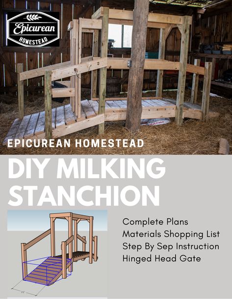 Homestead Milking Parlor, Milk Parlor Ideas, Diy Cow Milking Stanchion, Cow Enclosure Ideas, Cow Milking Stanchion, Small Cow Shed Design, Cow Milking Station, Milk Stanchion, Milking Stanchion