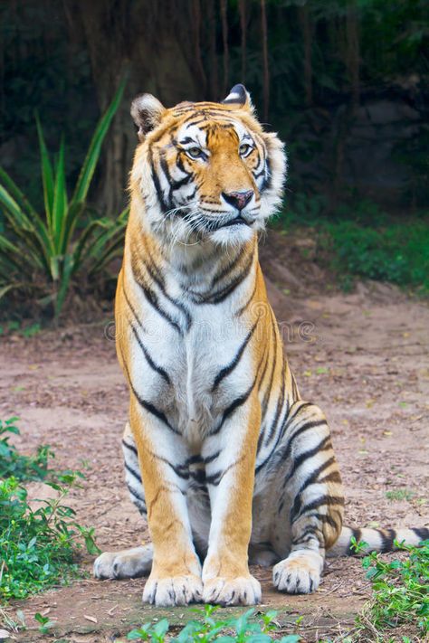 Tiger sitting. A Bengal tiger is sitting on the ground , #Sponsored, #sitting, #Tiger, #Bengal, #ground, #tiger #ad Tigers Photos, Tiger Sitting, Tiger Photo, Tiger Photography, Tiger Drawing, Drawing Realistic, Tiger Pictures, Cat Reference, Bengal Tiger