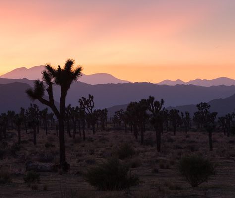 Joshua Tree Sunset, Sunrise Drawing, Sunrise City, Sunrise Wallpaper, Sunrises And Sunsets, Sunrise Mountain, Tree Sunset, Sunrise Pictures, Sunrise Art