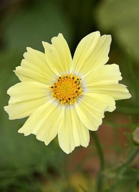 Cosmos Flowers Seeds ,YELLOW ,One of the most popular annuals Flowers to grow ! Perennials For Shade, Save Seeds, Propagate Plants, Cosmos Bipinnatus, Flowers To Grow, Flower Types, Yellow Plants, Cosmos Flowers, Annual Flowers