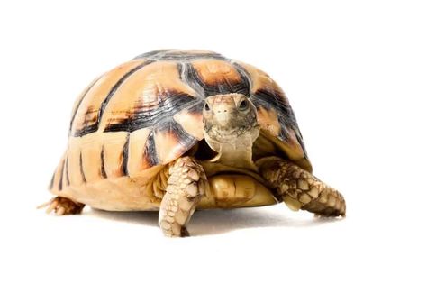 Egyptian Tortoise, Safe Plants For Sulcata Tortoise, Leopard Tortoise Food, Egyptian Tortoise Habitat, Red Footed Tortoise Food, Horsefield Tortoise, Tortoise Table, Tortoise Enclosure, Tortoise Care