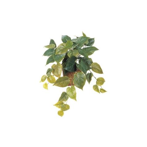 Hanging Philodendron, Rentry Resources, Home Decor Plants, Polyvore Png, Moodboard Png, Plant Icon, Apps Icon, Philodendron Plant, Decor Plants