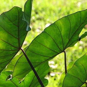 Colocasia esculenta 'Fontanesii' (Black Stem Elephant Ear) Colocasia Esculenta, Elephant Ear Plant, Perennial Grasses, Fragrant Garden, Perennial Border, Mediterranean Garden, Elephant Ears, Plant Painting, Buy Plants