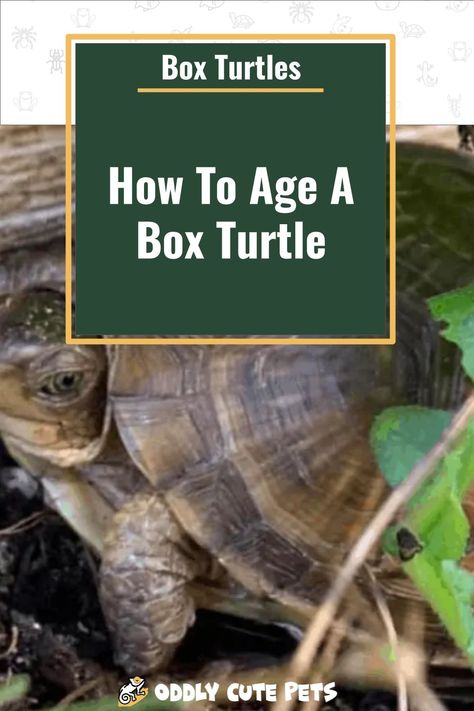 As a good owner, you need to know how to age a box turtle, which we'll discuss with you in this article. [DETAILS] 3 Toed Box Turtle, Box Turtle Habitat Outdoor, Box Turtle Habitat Indoor, Box Turtle Habitat, Florida Animals, Turtle Terrarium, Box Turtles, Eastern Box Turtle, Turtle Facts