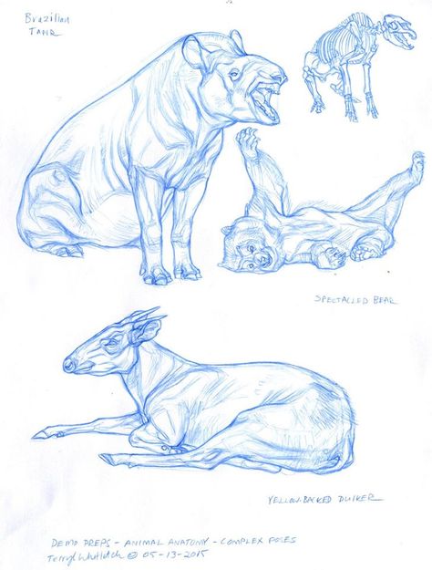 Terryl Whitlatch Terryl Whitlatch, Greyhound Art, Beast Creature, Nature Sketch, Animal Anatomy, Animal Study, Digital Art Beginner, Paleo Art, Artist Sketchbook