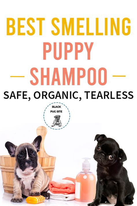 Best Puppy Shampoo, Dog Grooming Diy, Pug Accessories, Pug Clothes, Puppy Shampoo, Old Pug, Best Shampoo, Dog Grooming Tips, Puppy Accessories