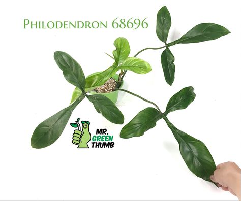 Philodendron 68696 #philodendron69686 #aroidaddicts #rareplants Sodiroi Philodendron, Philodendron 69686, Philodendron Maximum, Philodendron Ilsemanii, Philodendron Mottled Dragon, Rare Plants, Green Thumb, Plant Leaves, Green