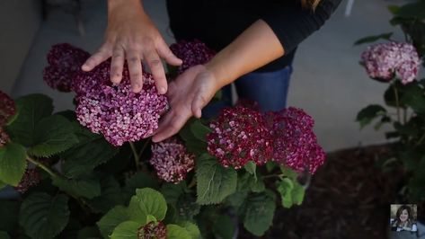 Invincibelle Mini Mauvette Hydrangea Front Garden Bed, Hydrangea Landscaping, Garden Answer, Japanese Anemone, Garden Bed, Plant Design, Front Garden, Anemone, Garden Beds