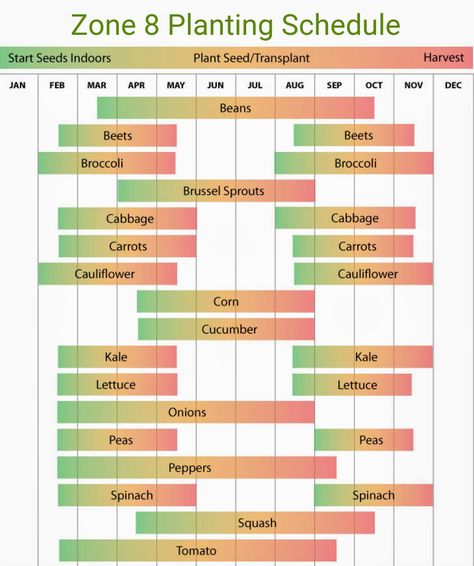 Zone 8 planting chart Zone 8 Container Gardening, What To Plant August Zone 8, Zone 8 Garden Plans, Fall Vegetables To Plant In Zone 8, Fall Vegetable Gardening Zone 8, Zone 8 Gardening Vegetables, Zone 8b Planting Schedule Flowers, Zone 8 Fall Garden, Fall Planting For Zone 8