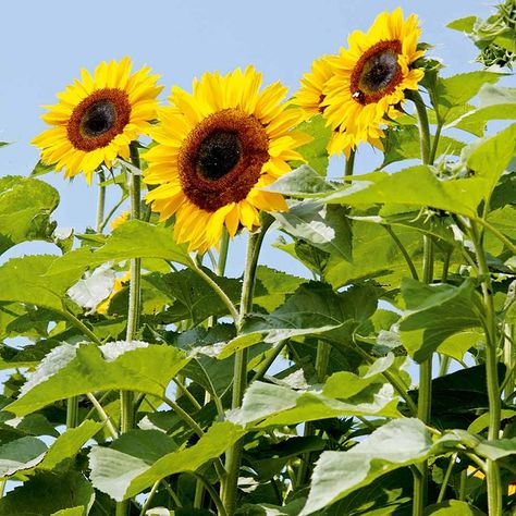 Lengkap! Cara Menanam dan Merawat Bunga Matahari Garden Sunflowers, Grow From Seed, Garden Frogs, Bonsai Seeds, Edible Seeds, Soil Layers, Garden Equipment, Plant Spacing, Flower Food