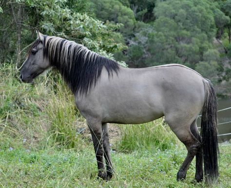 Gray Horses, Kiger Mustang, Grulla Horse, Mustang Horses, Equine Anatomy, Horse Reference, Mustang Horse, Horse Inspiration, Neck Wrinkles