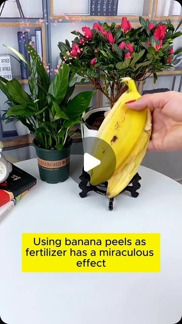 Banana Water For Orchids, Banana Peel Fertilizer For Indoor Plants, Banana Peel Water For Plants, Banana Water For Plants, Plant Food Diy, Cosy Garden, Banana Water, Banana Peels, Household Plants