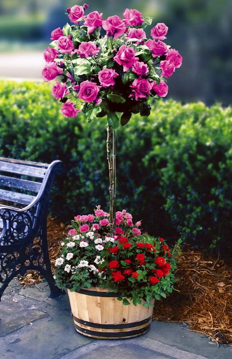 Angel face tree rose....love it in the container! Tree Rose, Hibiscus Tree, Rose Tree, Gardening Inspiration, Rose Trees, Have Inspiration, Garden Containers, Wood Working Gifts, Angel Face