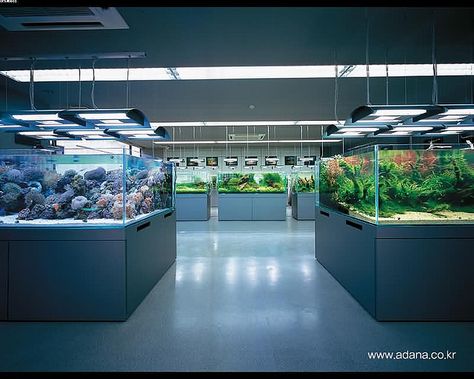 Aquarium Home Decor, Aquarium Gallery, Luxury Horse Stables, Aquarium Home, Luxury Horse, Aquarium Store, Aquarium Garden, Fish Room, Reptile House