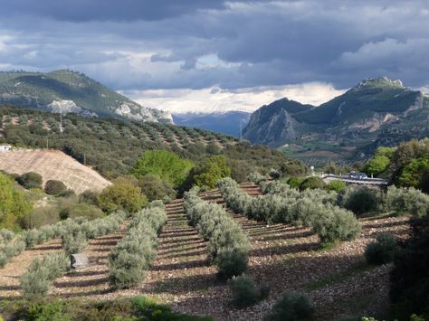 Aph Spain, Science Process Skills, Desert Gardens, Fantasy Terrain, Spanish Olives, Billionaire Luxury, Olive Grove, Future Vision, Andalusia Spain