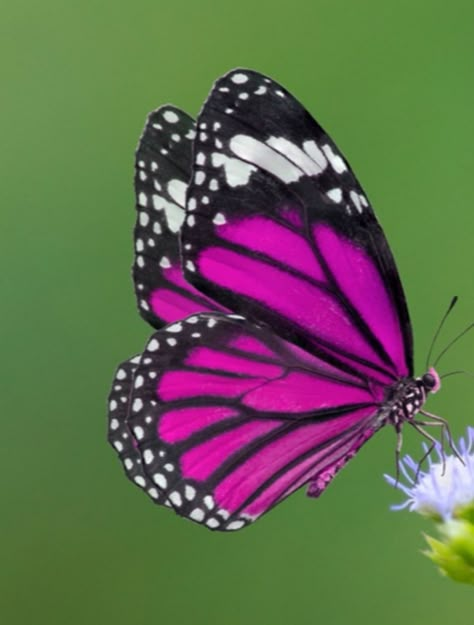 Butterfly Closed Wings, Real Butterfly Pictures, Pics Of Butterflies, Rainforest Butterfly, Tropical Butterflies, Beautiful Butterfly Pictures, Butterfly Photography, Beautiful Butterfly Photography, Butterfly Art Painting