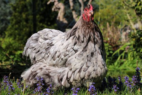 Chicken Hen Animal, #Chicken, #Animal, #Hen Chicken Animal, Animal Chicken, Chicken Hen, Chicken Breeds, Cold Temperature, Nature Birds, Raising Chickens, Free Pictures, Free Photo