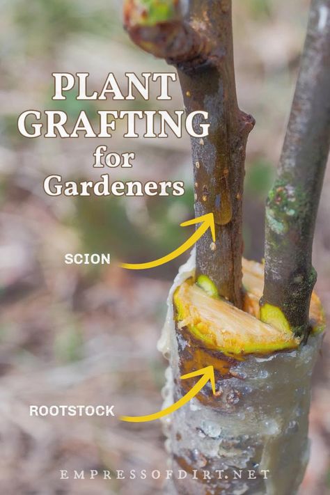 Plant grafting is a plant propagation method dating back thousands of years combining scions (stems) and rootstock to create new plants. Find out how to get started grafting fruit trees and rose bushes for your garden. Fruit Salad Tree, Plant Grafting, Grafting Fruit Trees, Fruit Trees In Containers, Grafting Plants, Avocado Plant, Growing Fruit Trees, Garden Remedies, Plant Propagation