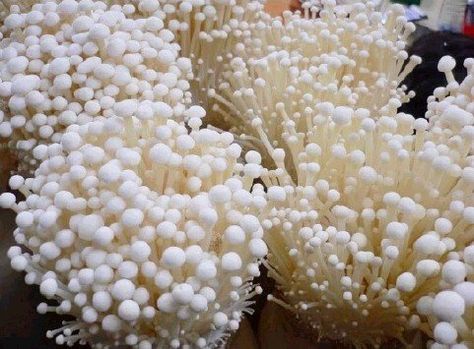 We are very delighted to have this chance our #enoki #mushroom. Food Technologist, Fresh Crop, David Collins, Mushroom Spores, Mushroom Kits, Mushroom Grow Kit, Mushroom Growing, Edible Mushrooms, Organic Protein