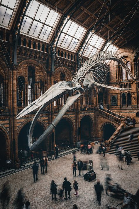 People Walking on Street Near Building · Free Stock Photo Whale Skeleton, Natural History Museum London, London Museums, London Places, Natural History Museum, London Photos, Eco Friendly Living, Whale Watching, Sydney Harbour Bridge