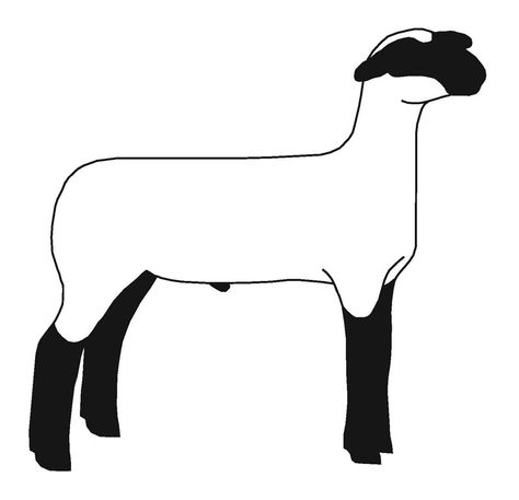 Show Lamb Silhouette, 4h Cookies, Ffa Designs, Sheep Outline, Hampshire Sheep, Show Sheep, Western Wallpapers, Lamb Drawing, Sheep Silhouette