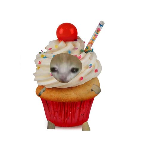 #cat #catmeme #cupcake Cupcake Meme, Cupcake Cat, Cupcake Icon, Cupcake Costume, Banana Cat, Cat Cupcakes, Food Cat, Food Memes, Cat Costume