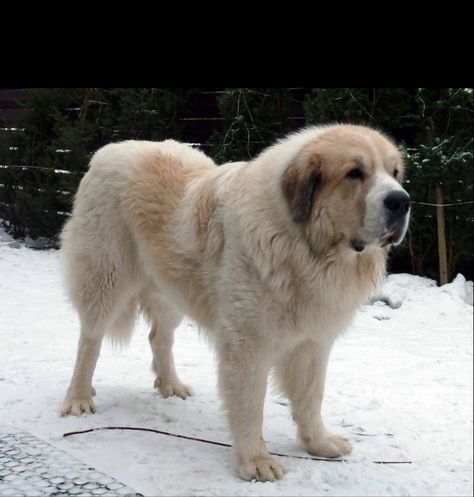 Pyrenean Mastiff Pyrenean Mastiff, Dog Types, Livestock Guardian, Giant Dogs, Pretty Animals, Types Of Dogs, Beautiful Animals, Animals Beautiful, Dog Breeds