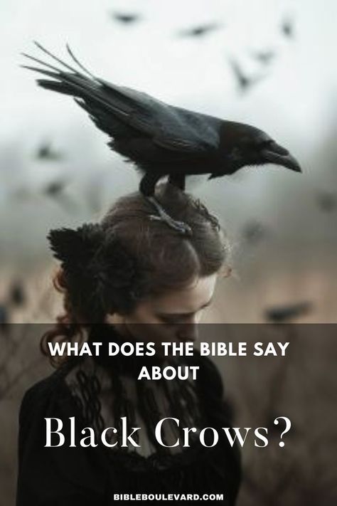 What Does the Bible Say About Black Crows? Black Crows, A Crow, Best Bible Verses, Noah S Ark, Bible Says, The Dove, Black Crow, Bible Study Notes, Crows