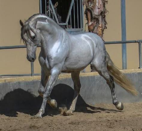 Incredibly shiny grey Spanish horse Shiny Horse Coat, Shiny Horse, Spanish Horse, Rare Horses, Beautiful Horses Photography, Andalusian Horse, Most Beautiful Horses, Grey Horse, Most Beautiful Animals