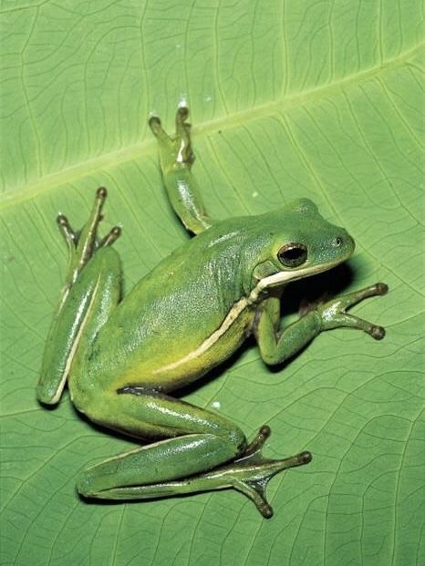 Green Tree Frog (Hyla cinerea) Florida Smaragd Green, Amazing Frog, Green Tree Frog, Frog Pictures, Green Things, Animal Study, Chartreuse Green, Most Beautiful Animals, Frog Art