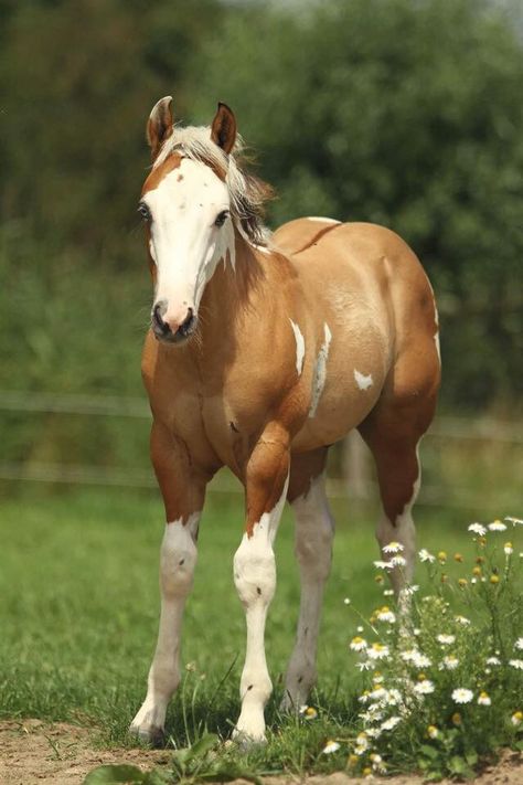 Facebook Horse Face Markings, Tobiano Horse, Face Markings, Pinto Horses, Fire Icons, Paint Horses, Horse Coats, Pinto Horse, Horse Colors