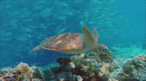 Sea Turtle BBCEarth GIF - SeaTurtle BBCEarth Ocean - Discover & Share GIFs Turtle Gif, Swimming Gif, Marine Turtle, Sea Cow, Marine Ecosystem, Turtle Love, List Of Animals, Marine Conservation, Animal Habitats