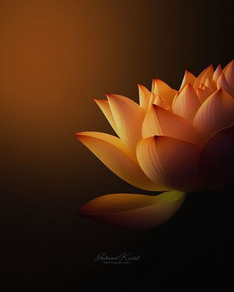 MUHAMET KARTAL | Lotus is the only flower that teaches us that where we reach is important, not where we come from. 🧡🪷🧡 #lotus #lotusflower #art… | Instagram Orange Flower, Art Instagram, Orange Flowers, Lotus Flower, Lotus, Nature Photography, Log In, Log, Orange