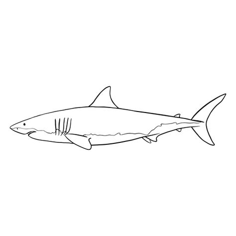 Great white shark animal stroke PNG Design Great White Shark Illustration, Great White Shark Tattoo Simple, Shark Tattoo Line, Shark Tattoo Design Drawings, Shark Outline Tattoo, Shark Line Drawing, Fine Line Shark Tattoo, Shark Line Art, Great White Shark Tattoo