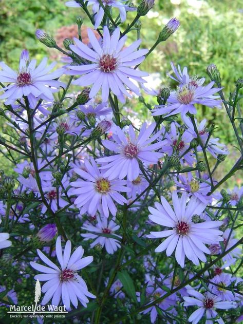 Garden Plants, Plants