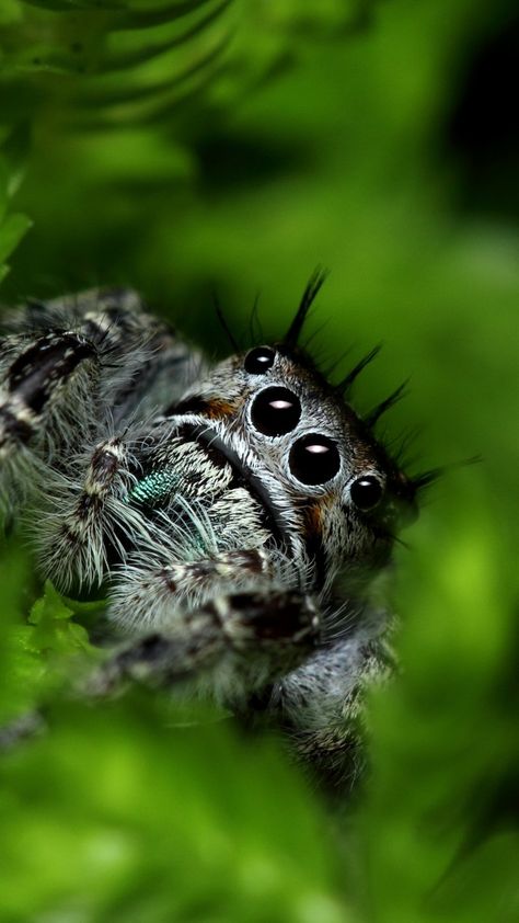 Spider Images, Cute Jumping Spider, Spider Eyes, Spider Wallpaper, Home Remedies For Spiders, Spiders Repellent, Wallpaper Animals, Ios 7 Wallpaper, Pet Spider